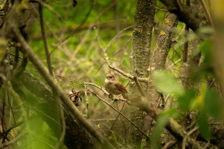 an owl is perched on a nch in the middle of trees