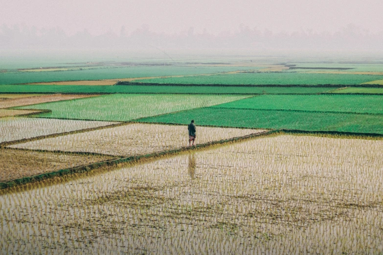 an aerial view of a farmer standing in rice fields