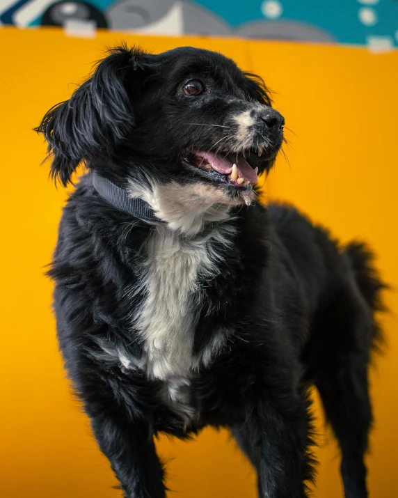 a small black and white dog stands on a yellow chair