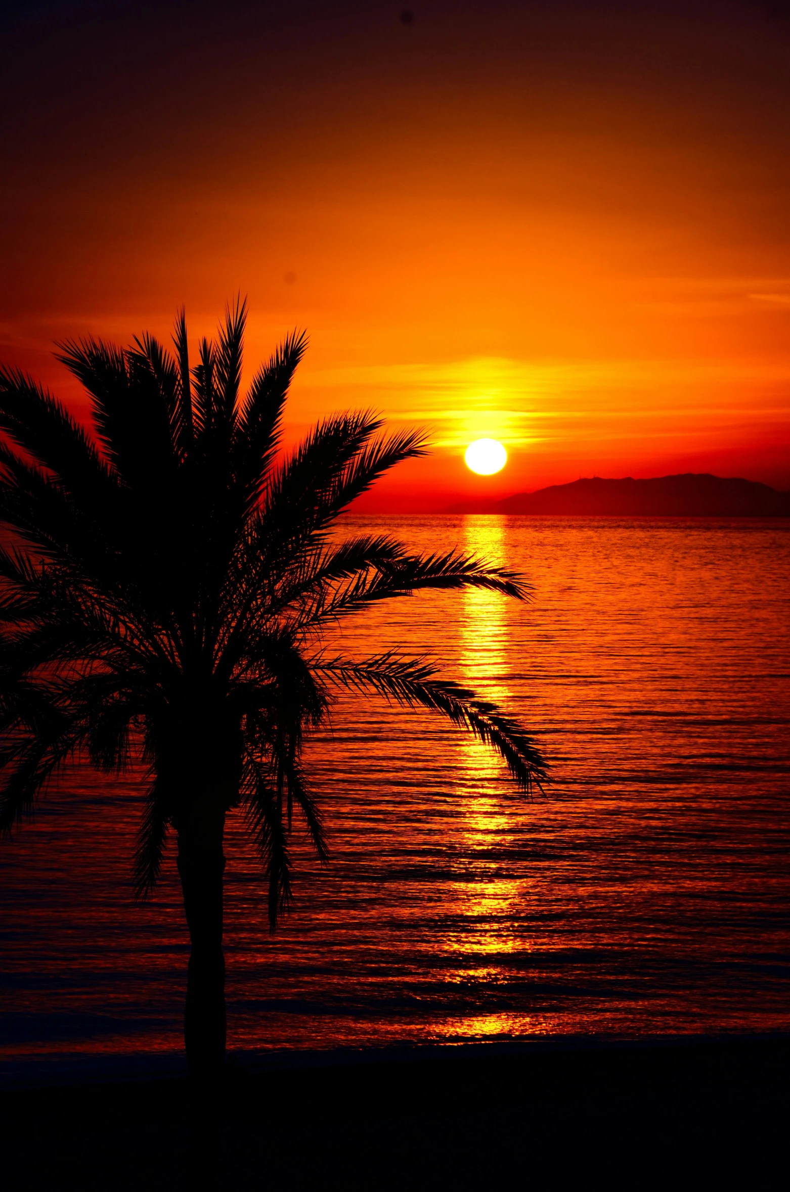 silhouetted palm tree next to the ocean as sun sets