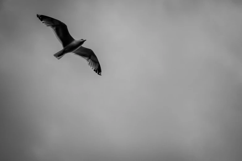 black and white pograph of a bird in flight