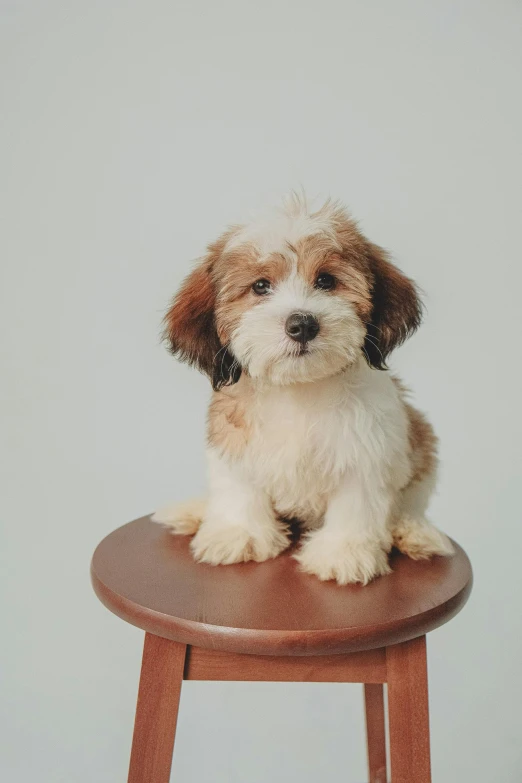 small brown dog sitting on top of a wooden chair