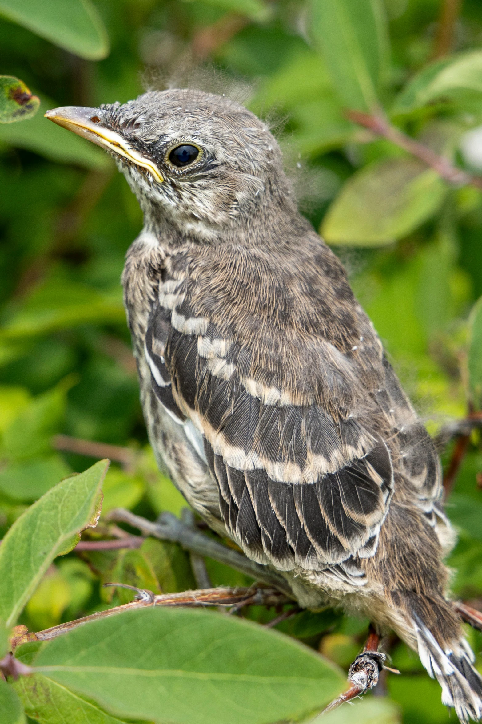 a close up of a small bird on top of a tree nch