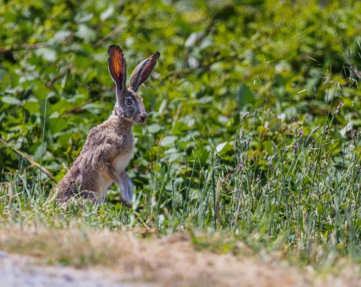 brown bunny rabbit with large ears walking in tall green grass