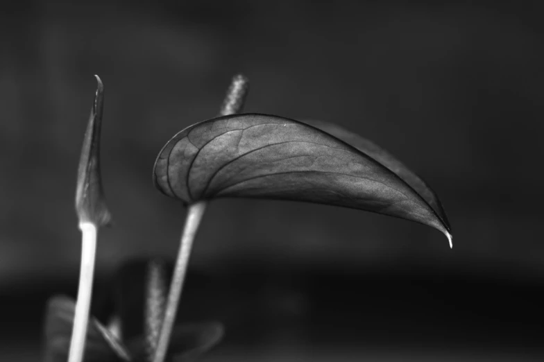 a black and white po of a plant