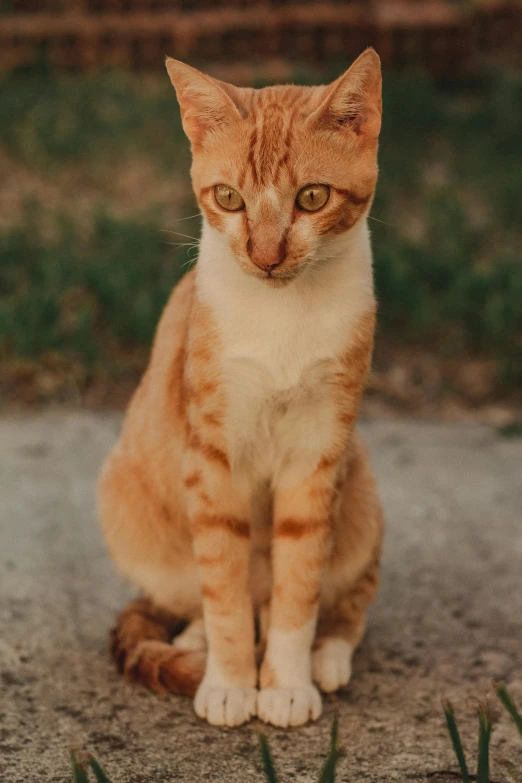 an orange and white cat is sitting down