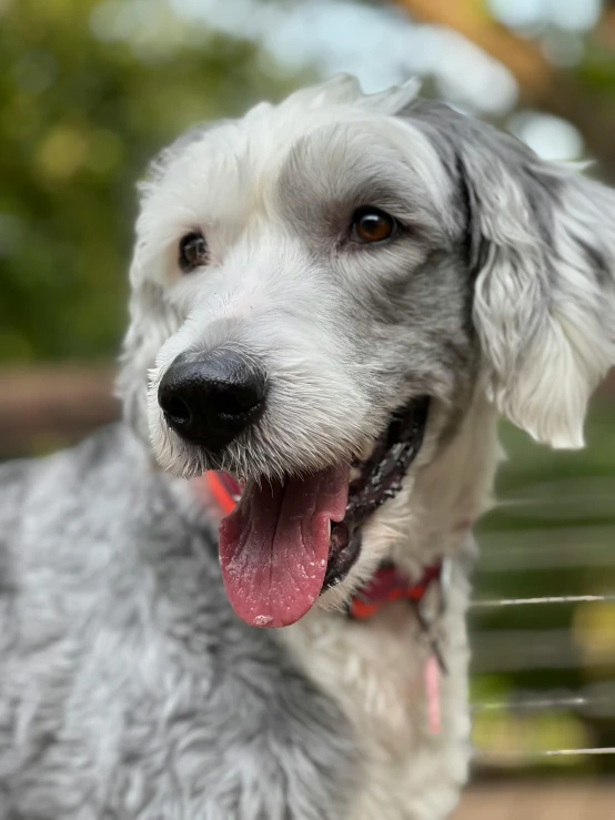 a close - up image of a gray and white dog with his tongue hanging out