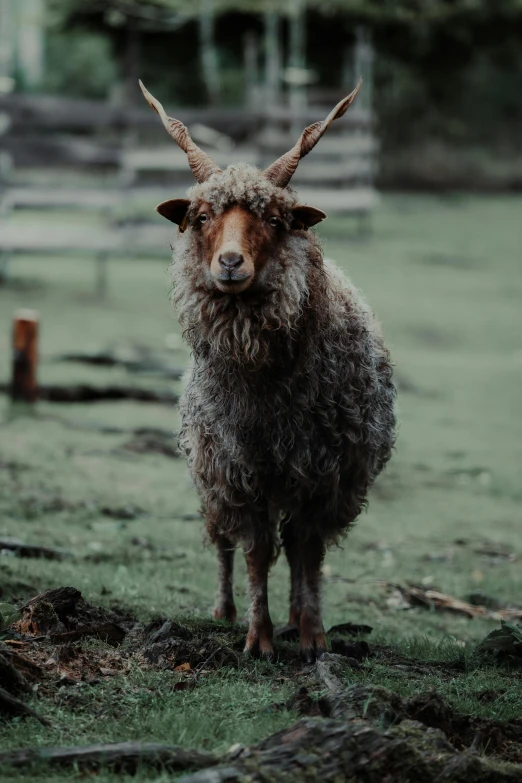 a goat with horns standing on top of a lush green field