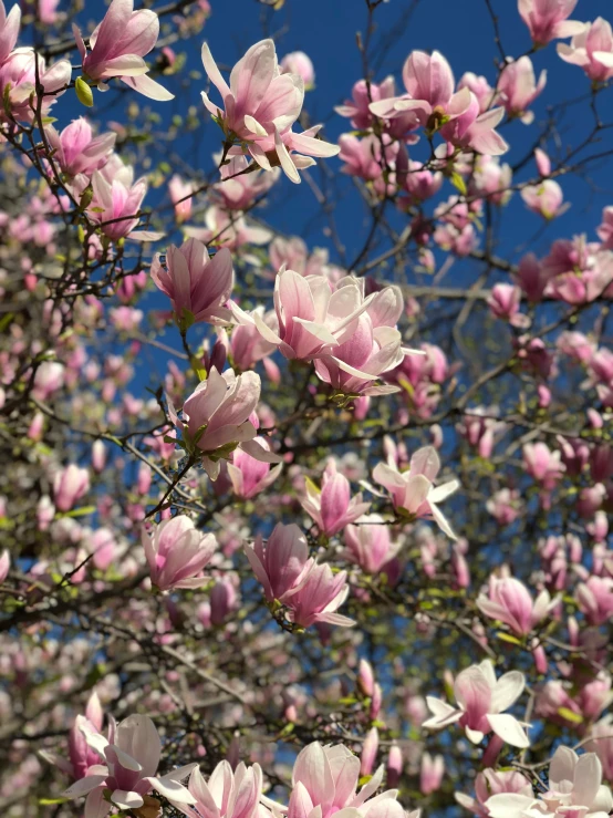 some pink flowers on the side of a tree