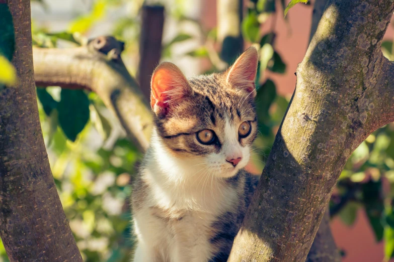 a kitten is in the tree, staring straight ahead