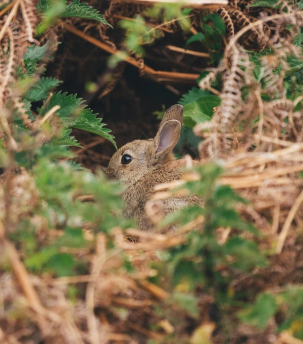 there is a small bunny in the bushes
