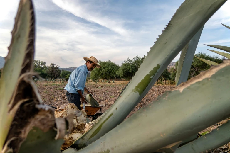 a man walking through an unripe field