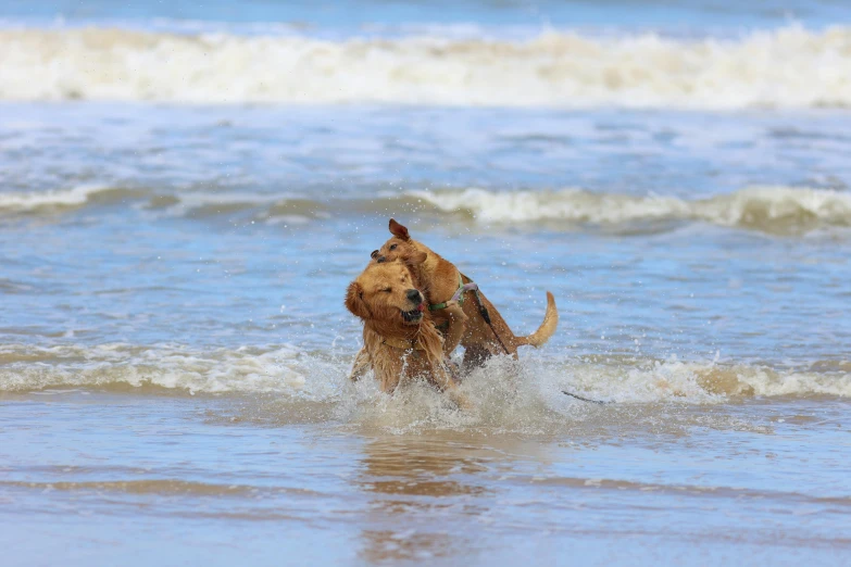 two golden retrievers playing in the surf on the beach