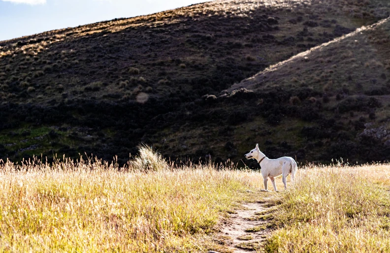 the dog is standing in the grass near a mountain