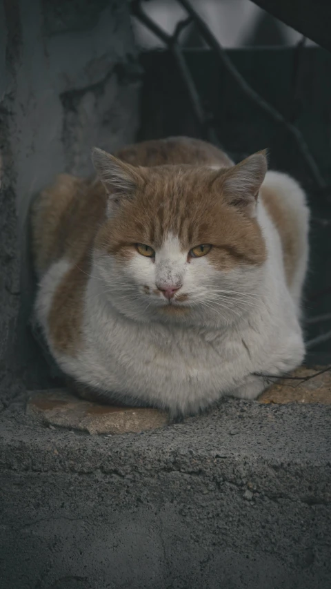 a cat laying on top of a stone wall