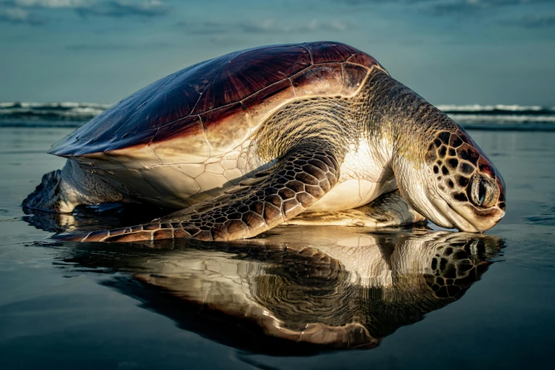 a close up of a sea turtle on the water