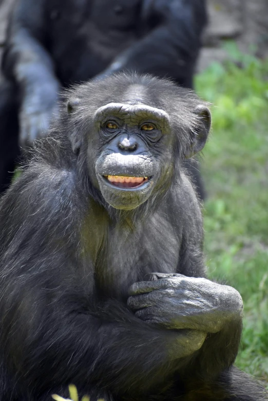 a close up of a small black animal