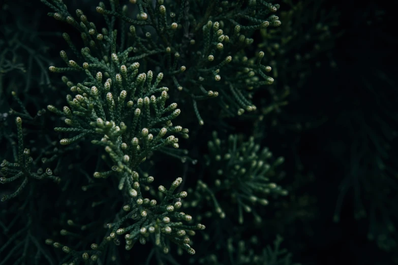 closeup s of a tree nch with tiny white needles