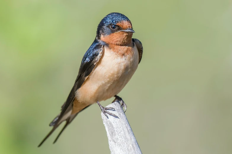 a colorful bird is sitting on a stick