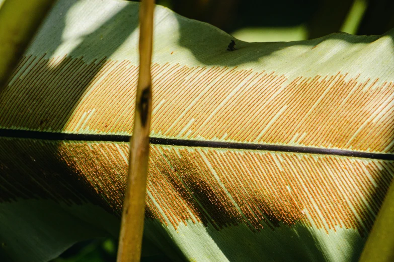 closeup of a green, orange and tan patterned fabric with wood stems