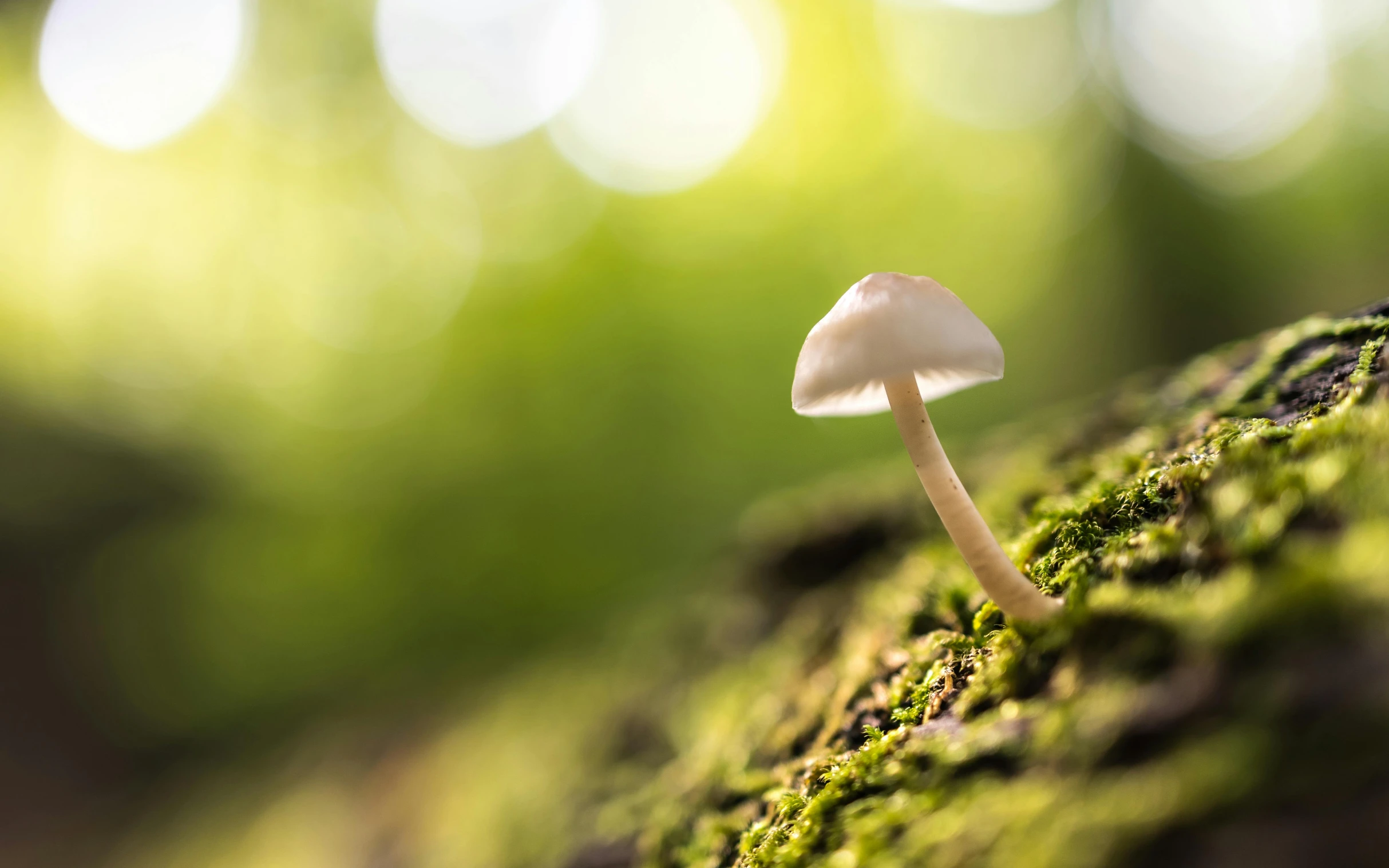 mushroom on a tree trunk in the woods