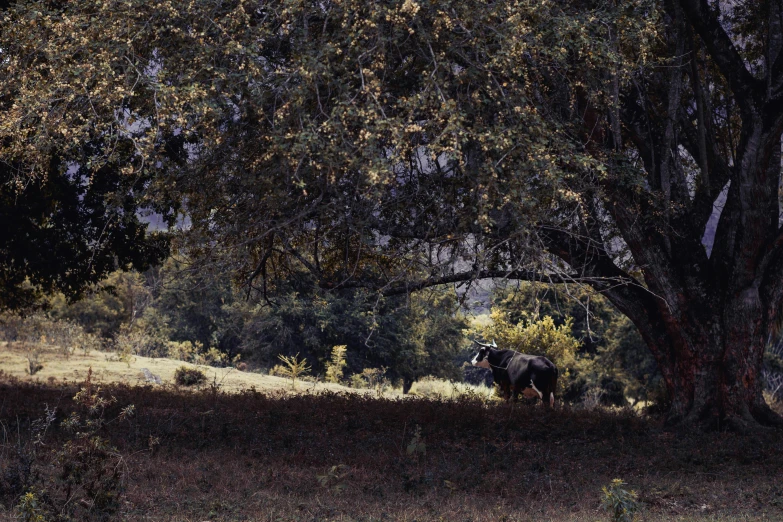 a horse is standing beneath a large tree