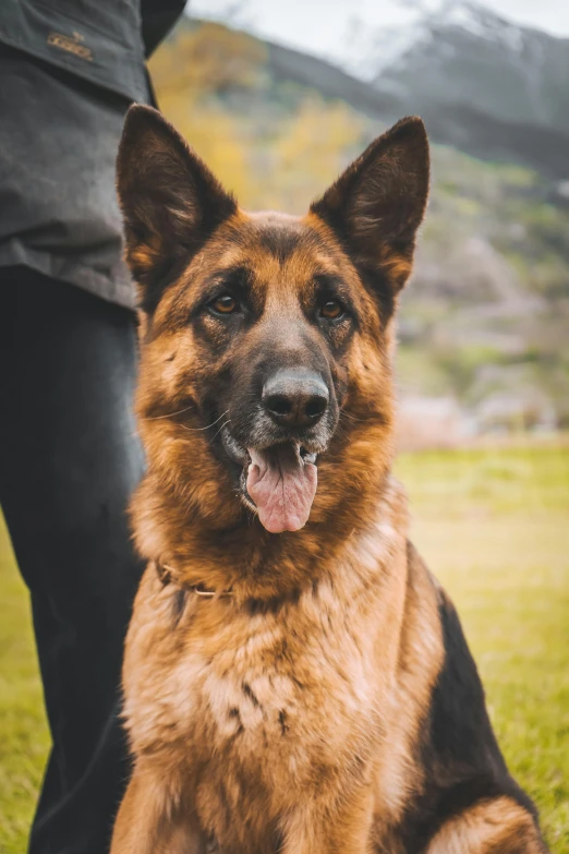 a large german shepherd is on a grass field