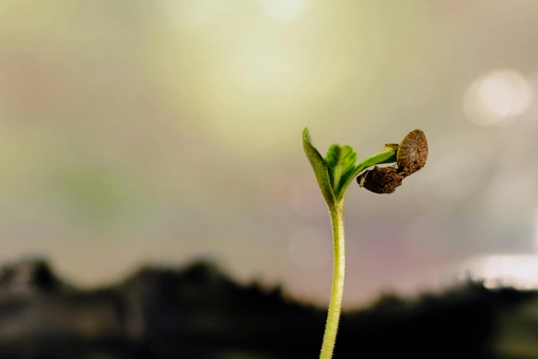 a seed sprout from the end of a green plant