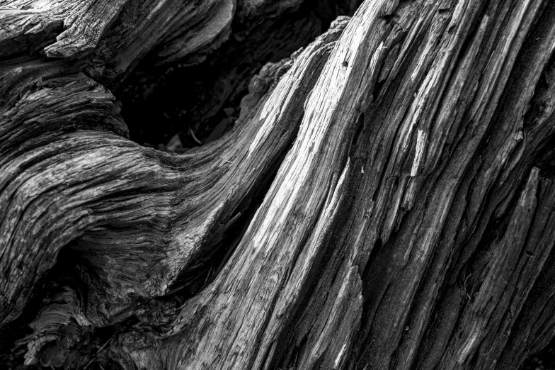 black and white pograph of wood texture