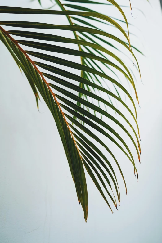 a leaf is seen close to the ground