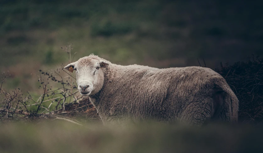 a sheep with very thick wool sitting in a field