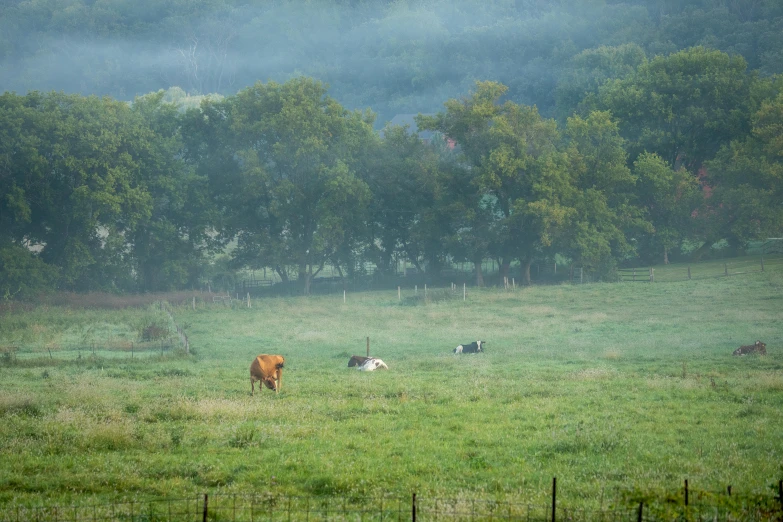 a small herd of cattle are grazing on green grass in the fog