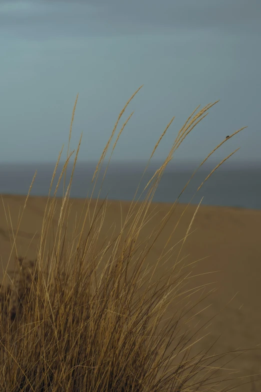 a plant with long brown nches next to the ocean