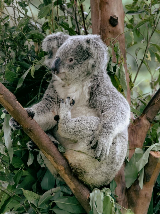 a koala bear with his baby in the tree