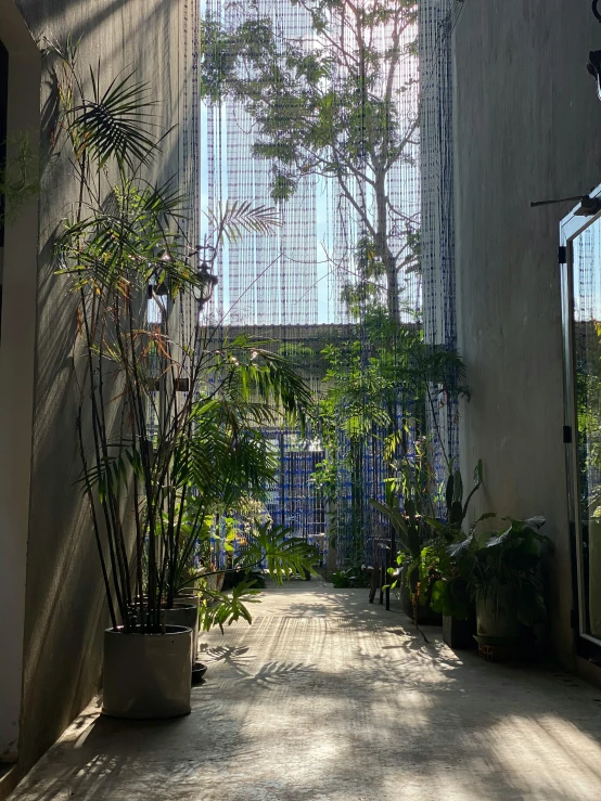 a very large potted plant in a big room