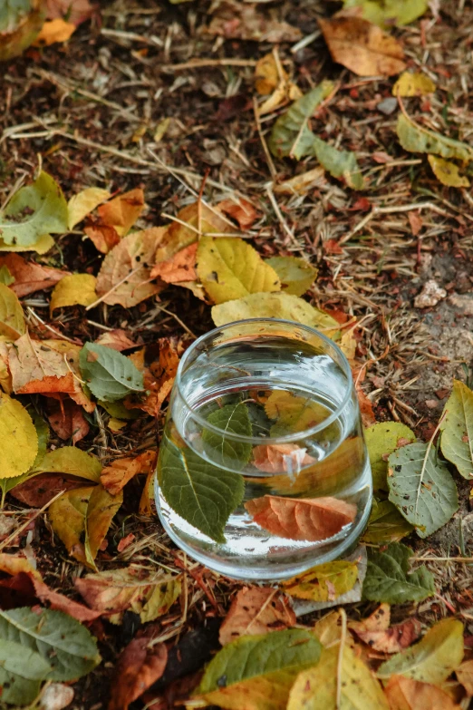 an image of a glass of water on the ground with leaves around it