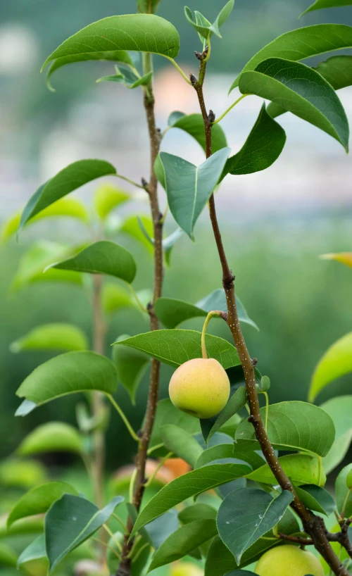 a fruit tree that has many green fruits