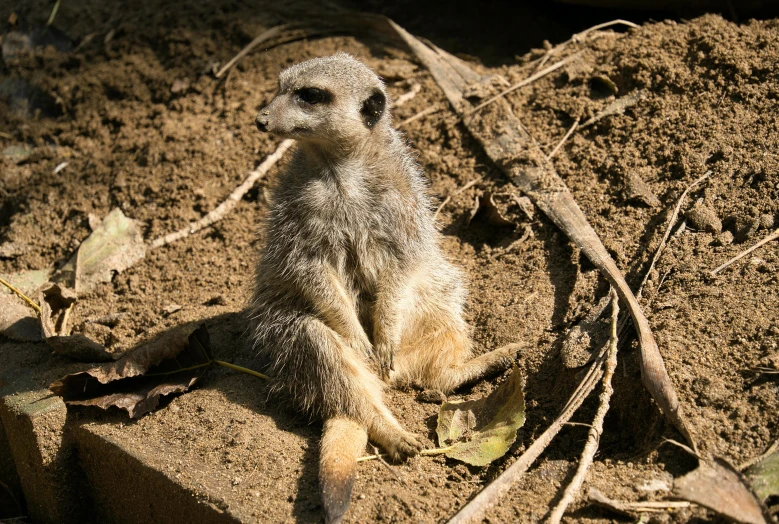 a meerkat in the wild looks alert about danger