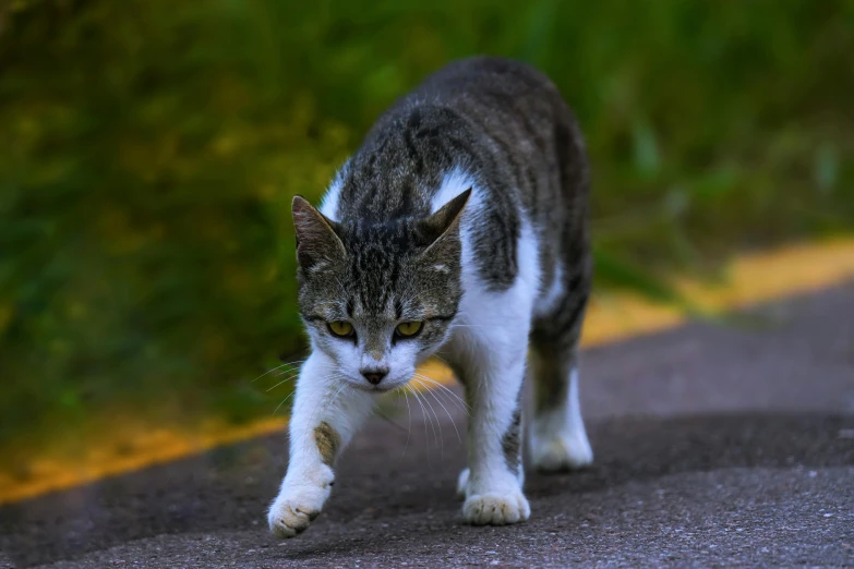 the cat is looking down as he walks away from the camera