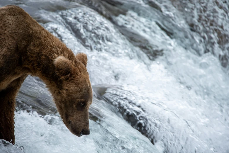 there is a bear that is looking at the water