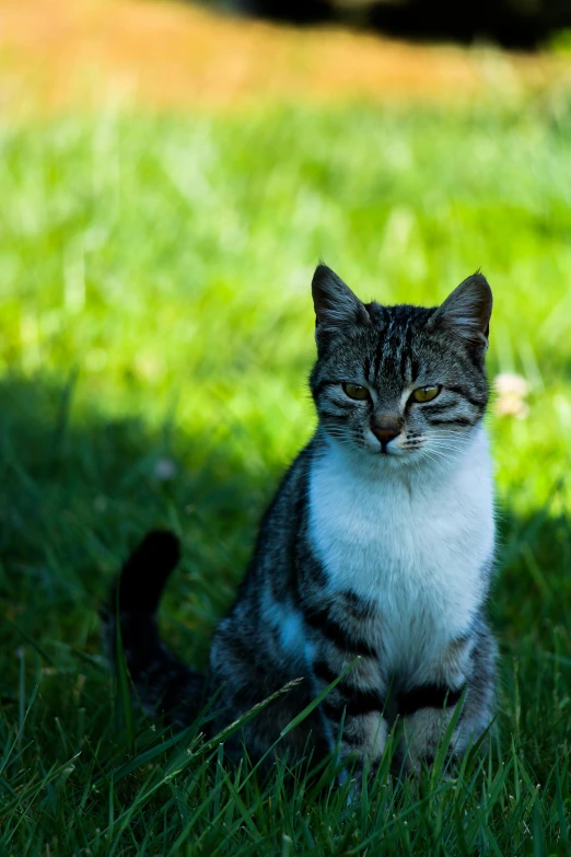 a close up of a cat sitting on a grass covered ground