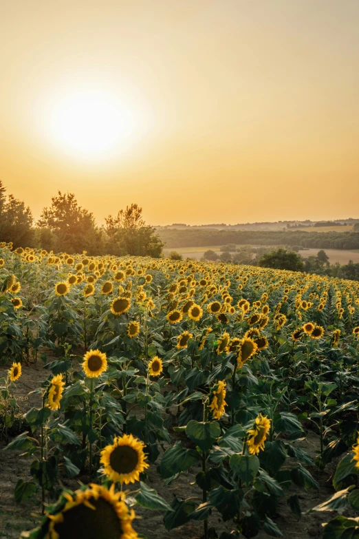 a large sunflower field is shown in the distance