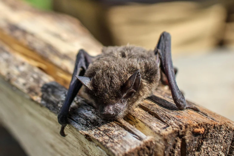 a bat resting on a wooden beam