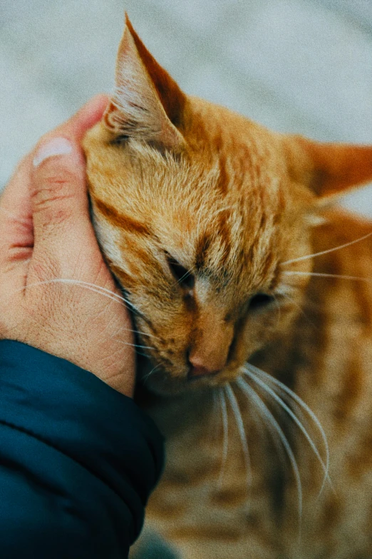 an orange tabby cat with its face held up by someone