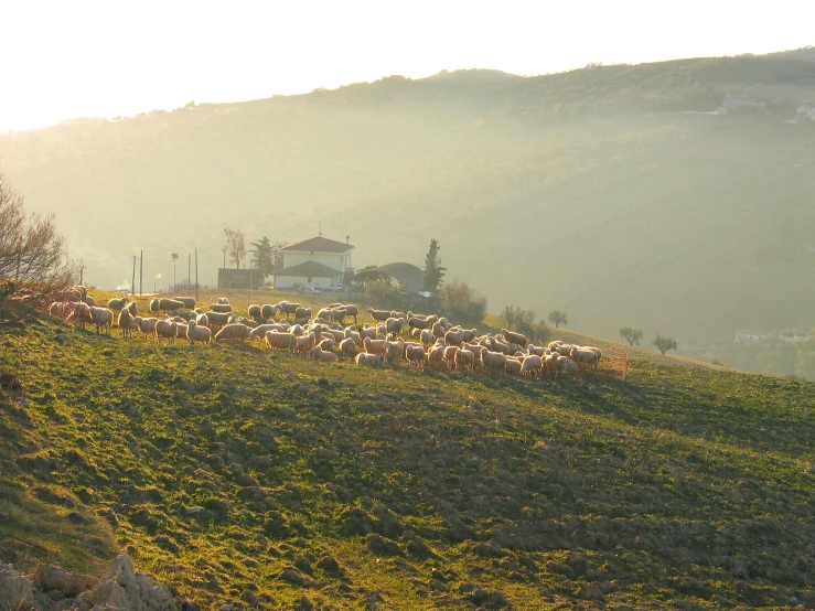 a herd of sheep walking along a grassy hill