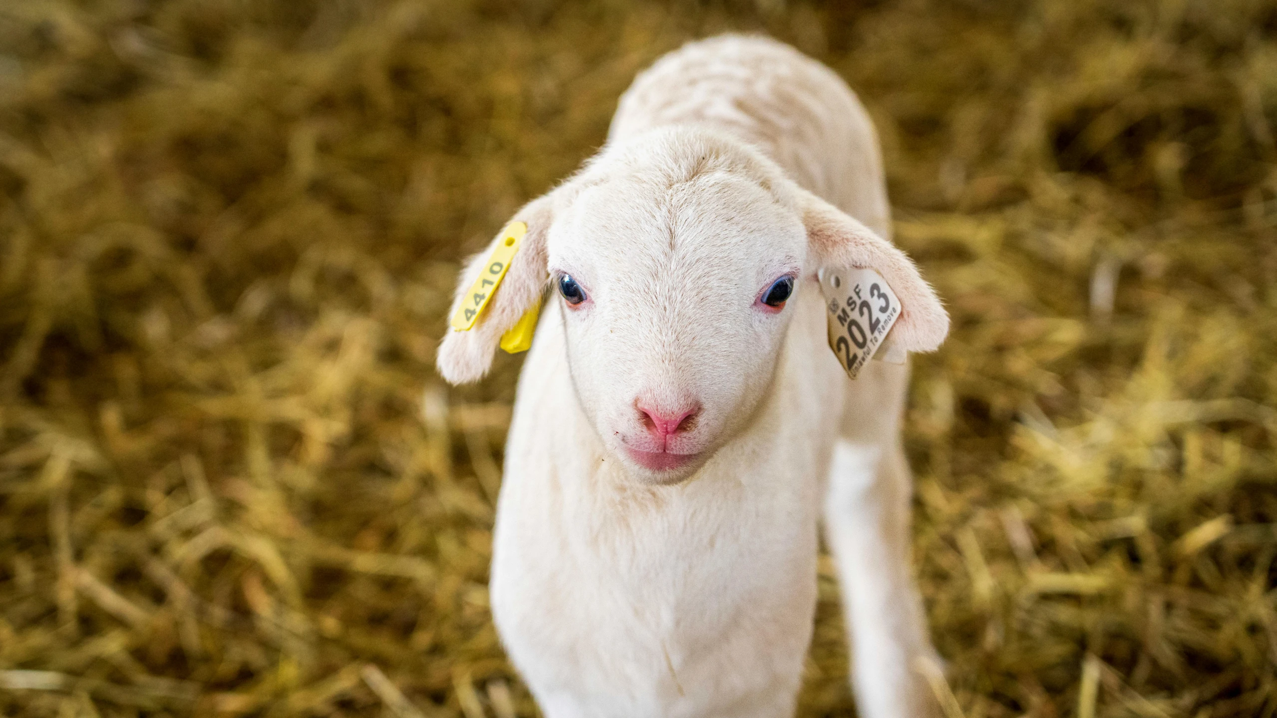 a small lamb standing in some dry grass