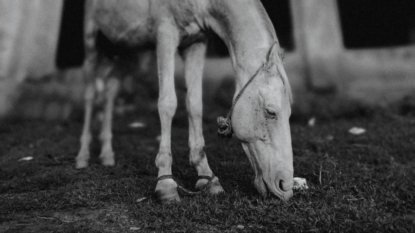 a horse that is standing in the grass