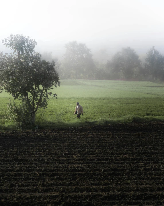 an animal stands in the grass near a tree