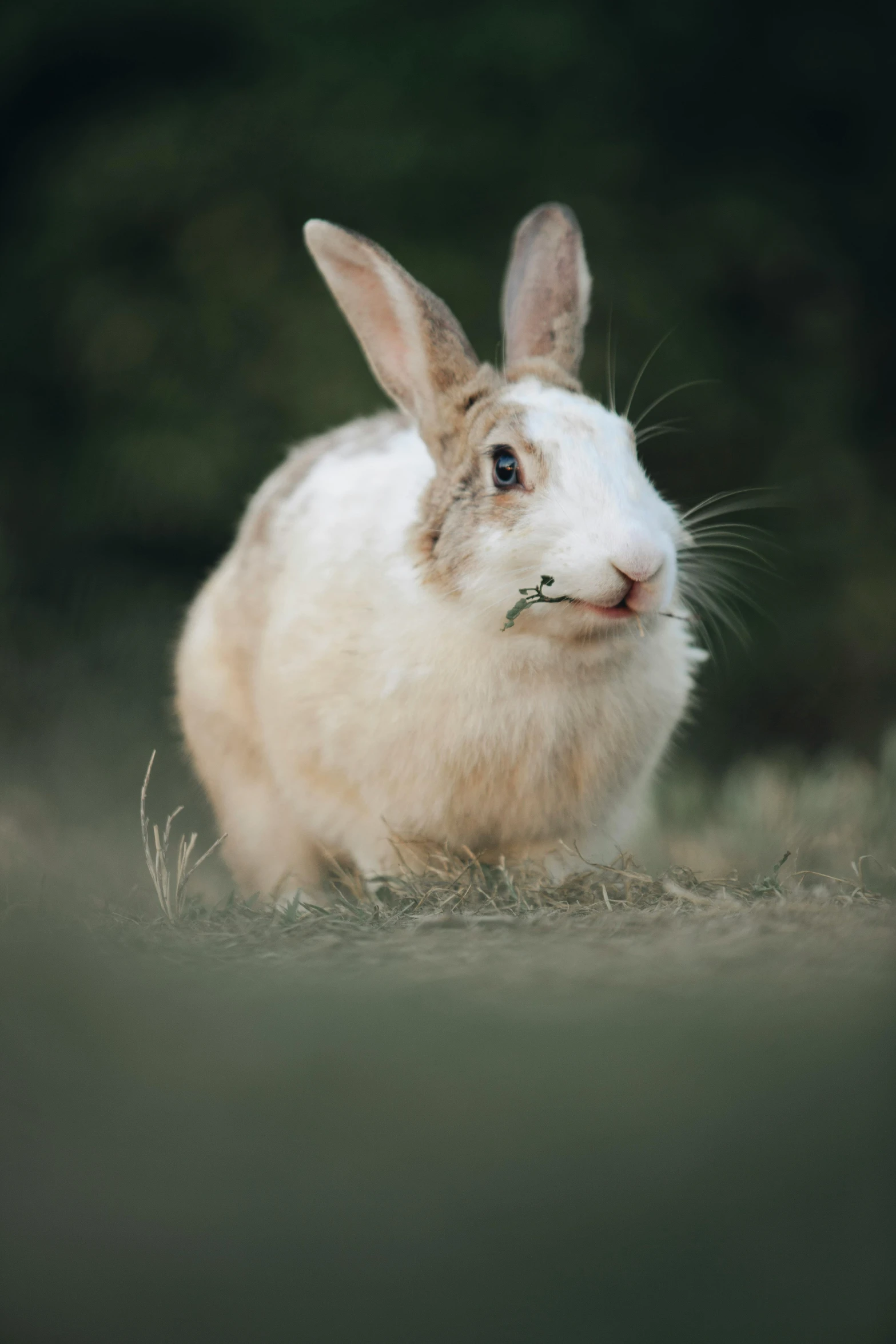 the bunny is posing for a picture, its ears are out