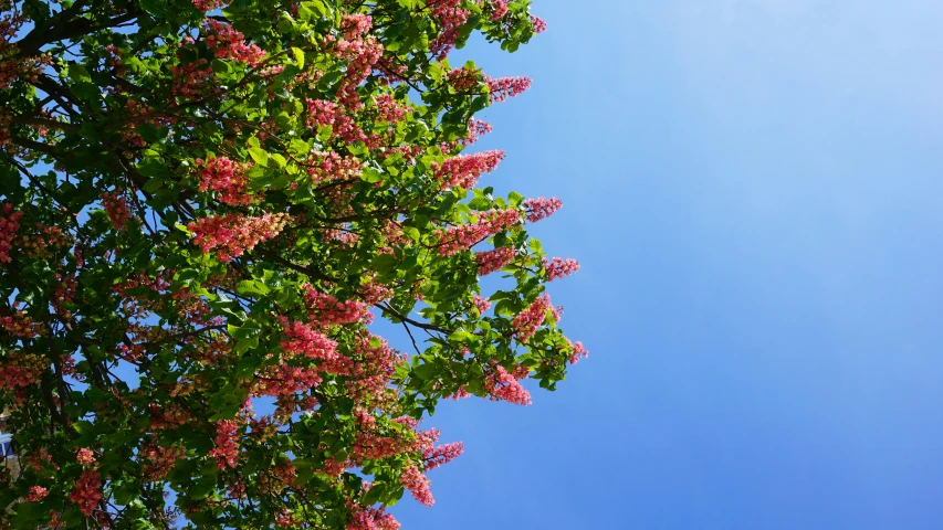 a large bush with lots of pink flowers near a tree